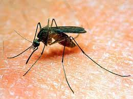West Nile Virus- Culex Mosquito 